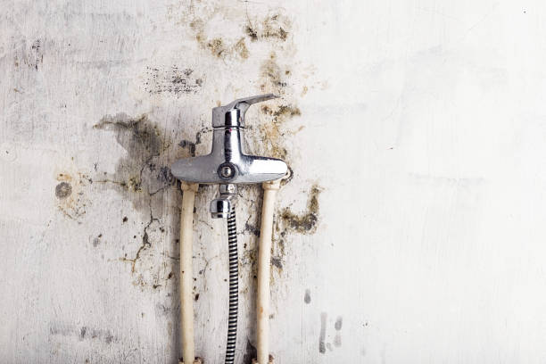 Best Certified Mold Removal  in Riley, KS