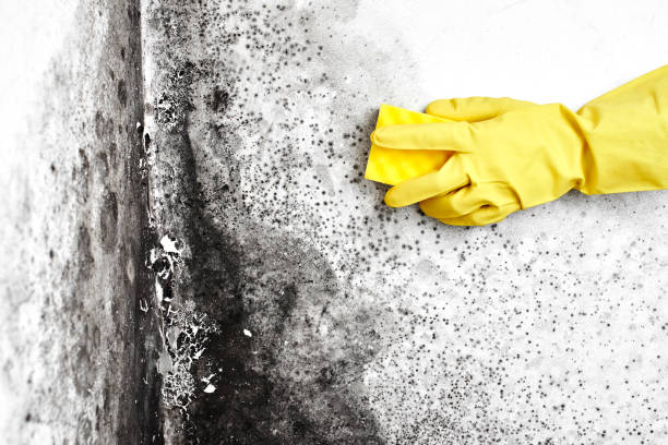 Best Home Mold Removal  in Riley, KS