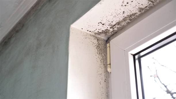 Best Emergency Mold Removal  in Riley, KS