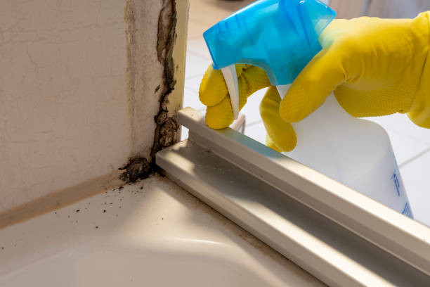 Best Professional Mold Removal  in Riley, KS