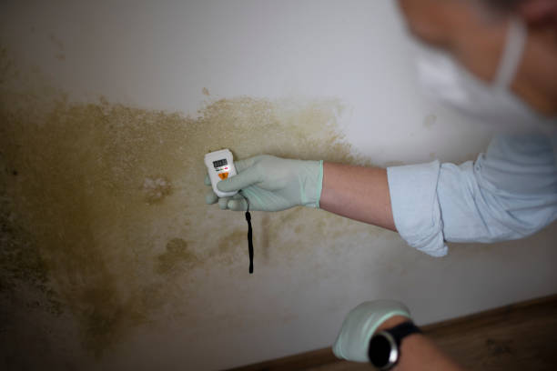 Best Fast Mold Removal  in Riley, KS
