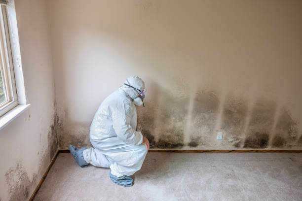 Professional Mold Removal in Riley, KS
