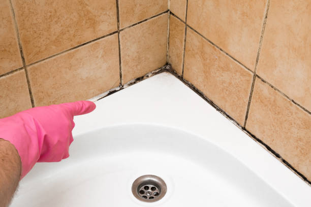 Best Best Mold Removal Companies  in Riley, KS